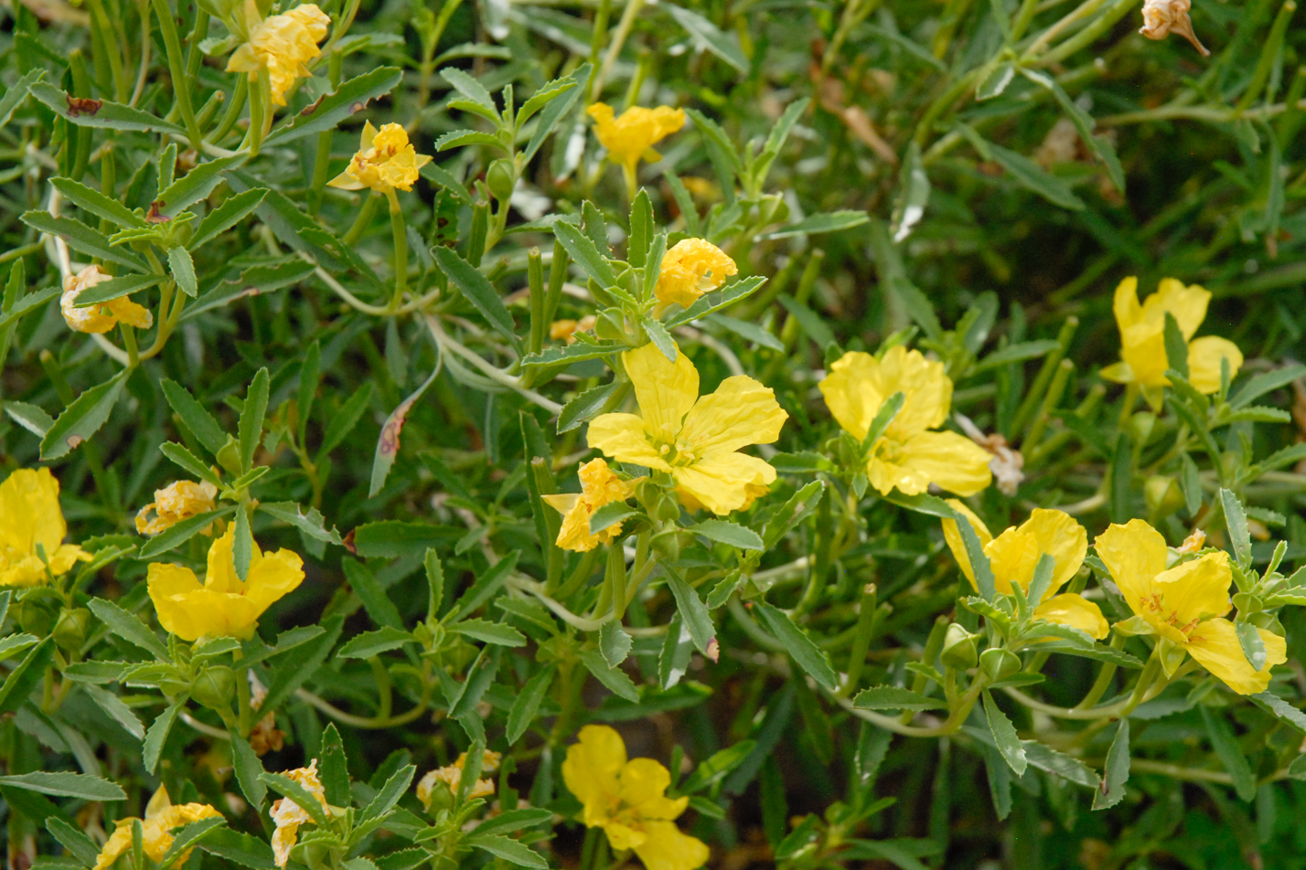 Prairie Lode Sundrops